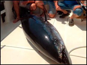 Tunita Plata Lomo Azul Negro 26cm / REF. PAN26 / 180 kg